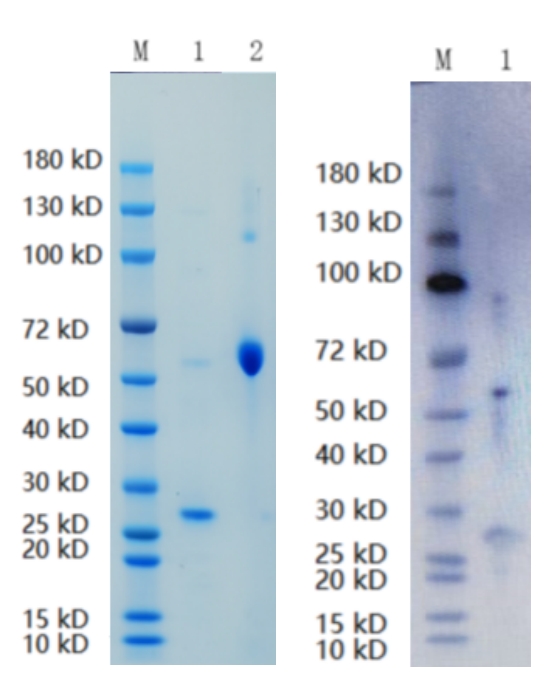 Reducing 12% SDS-PAGE (CBB stained) and WB (Anti-His Mouse Monoclonal Antibody) analysis profiles of purified SNAP25.
1. SNAP25 
2. BSA